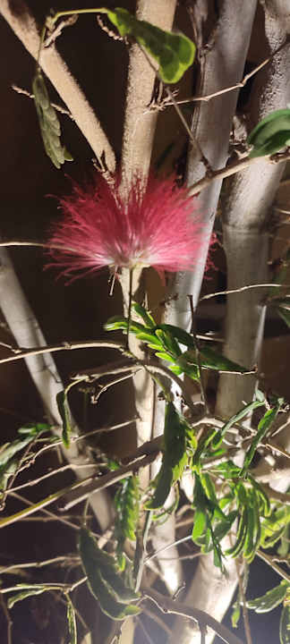 Außenansicht Makadi Spa - Adults only