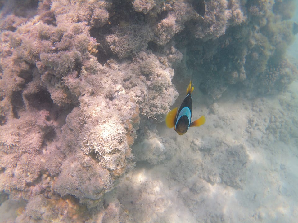 Strand Stella Beach Resort & Spa Makadi Bay