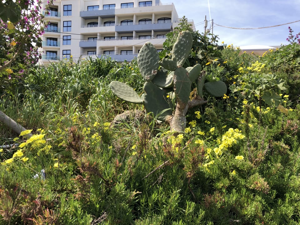 Gartenanlage Riviera Spa Resort - Adults Only