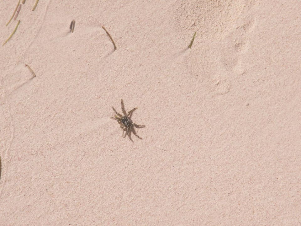 Krebs am Strand Punta Cana Princess All Suites Resort & Spa