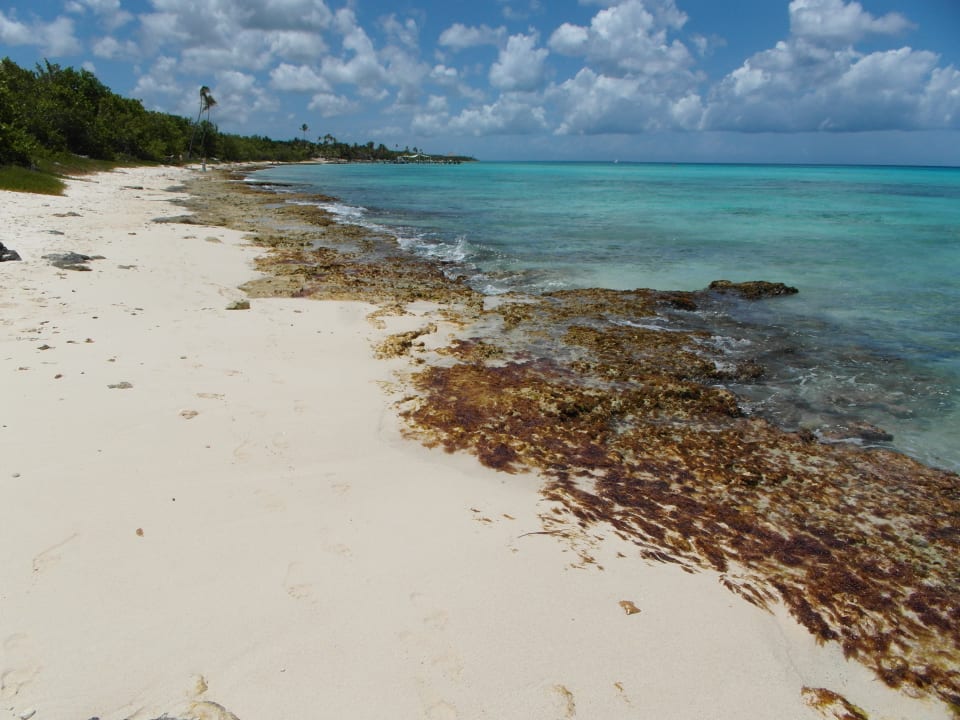 Strand Catalonia Royal La Romana - Adults only