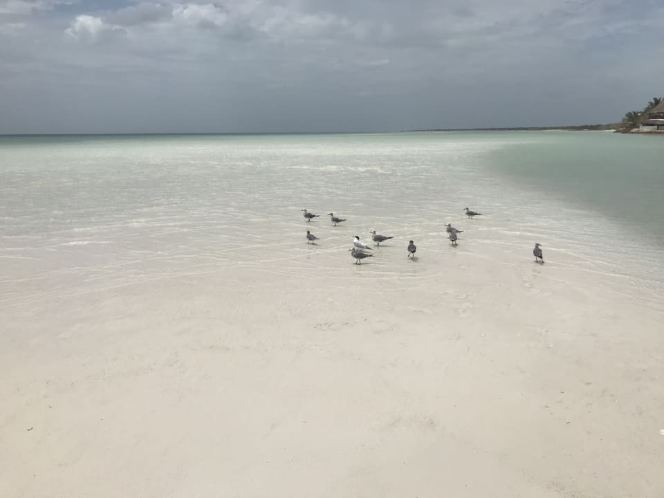 Strand Hotel Villas Flamingos