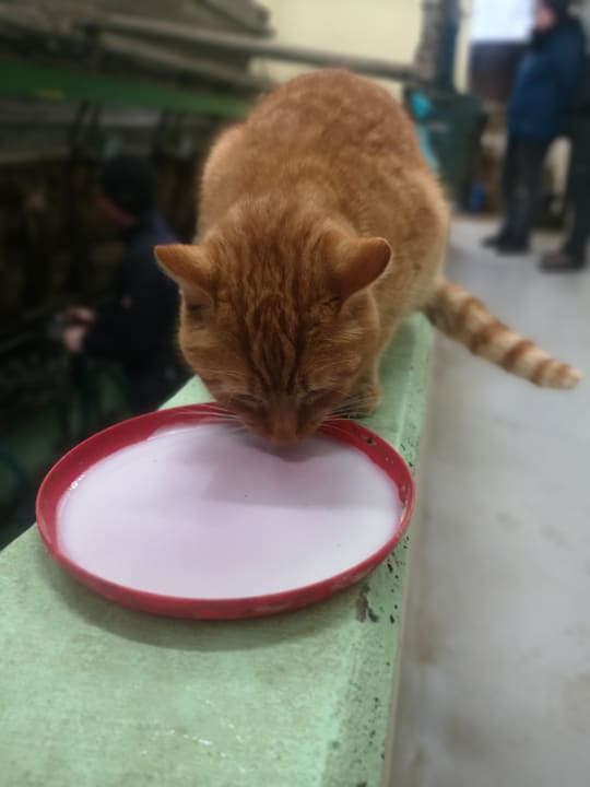 Sonstiges Bauernhof Vorderoberlehen