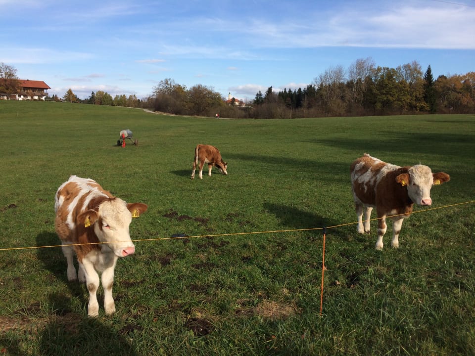 Gartenanlage Hussnhof