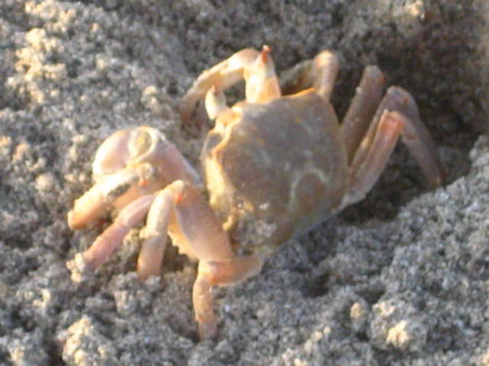 Eine nachtaktive Krabbe begrüßt die Sonne Brayka Bay Resort