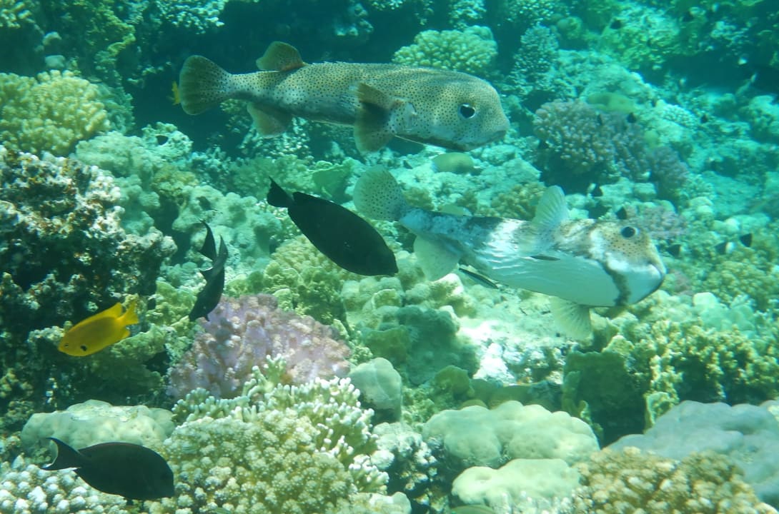 Sport & Freizeit Grand Makadi