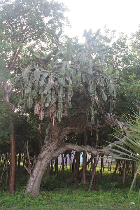 Gartenanlage Resonance Musique Varadero