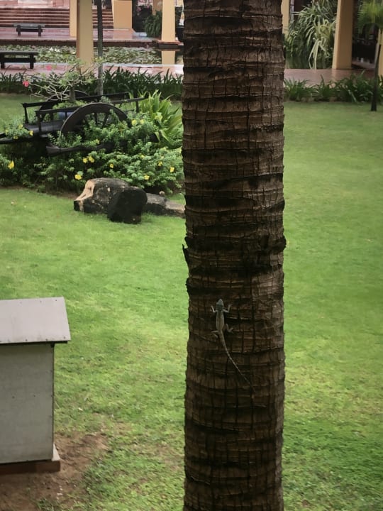 Gartenanlage Pandanus Resort