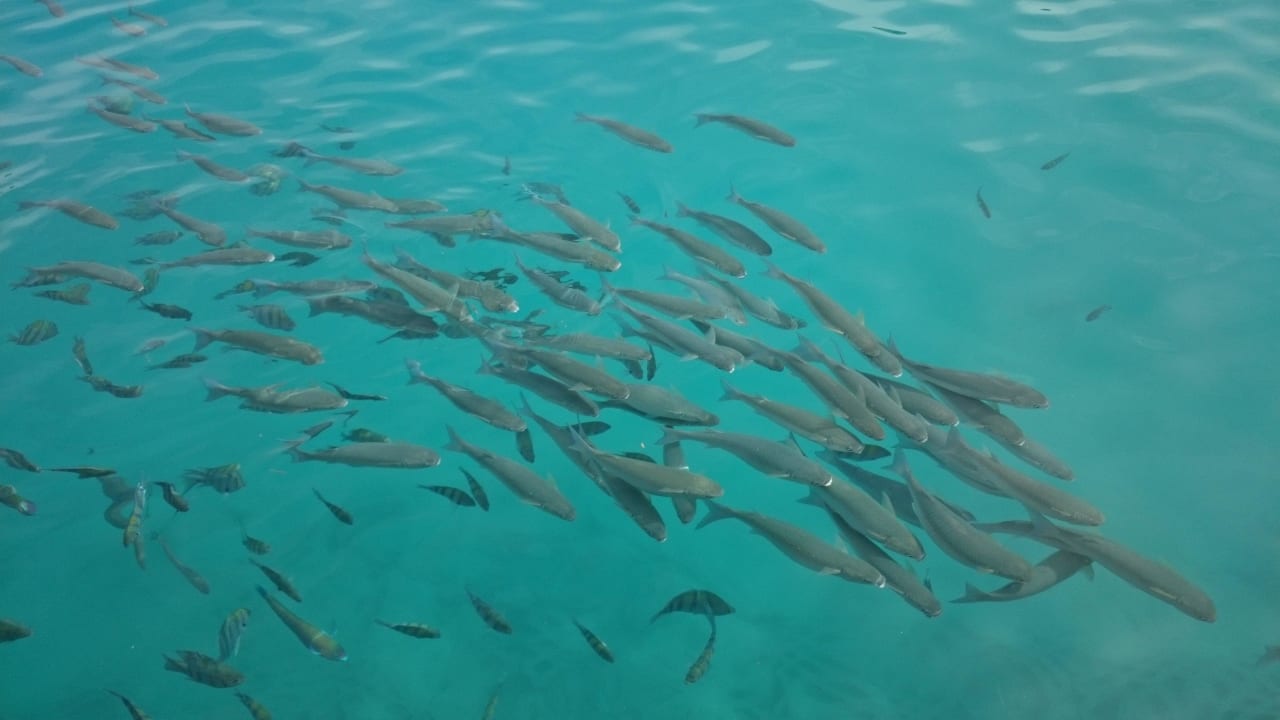 Возле кафе Моцарт Pickalbatros Citadel Resort