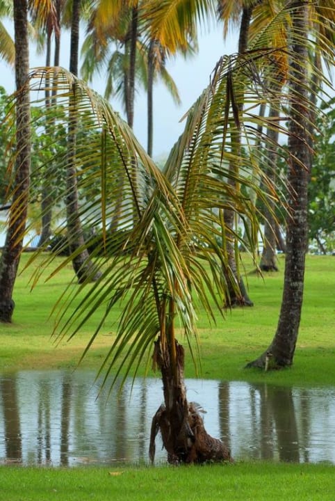 Regenpfützen Wyndham Alltra Samana