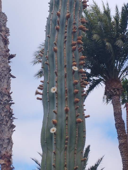 Gartenanlage Aldiana Club Fuerteventura
