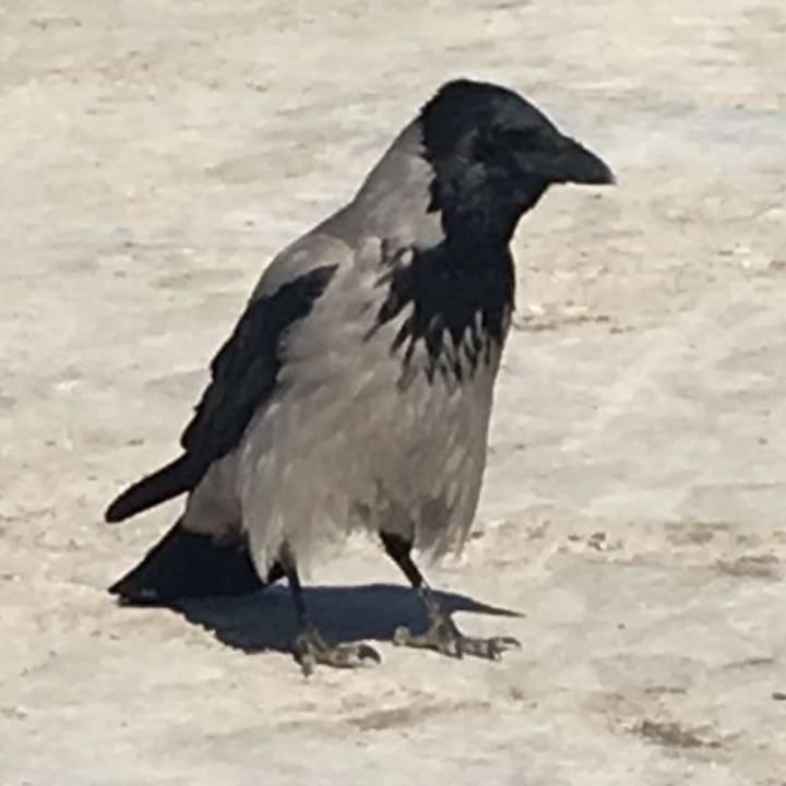 Gartenanlage Titanic Beach Spa & Aqua Park