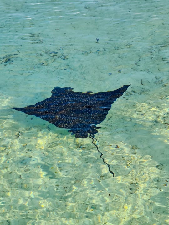 Strand Cinnamon Hakuraa Huraa Maldives