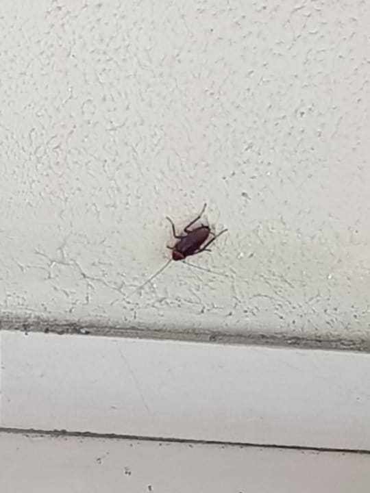 Zimmer Le Meridien Ile Maurice