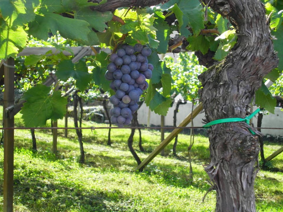 Kurz vor der Weinlese Baumgartner's Blumenhotel