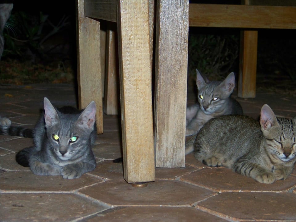 Unser abendlicher Besuch Ghazala Beach