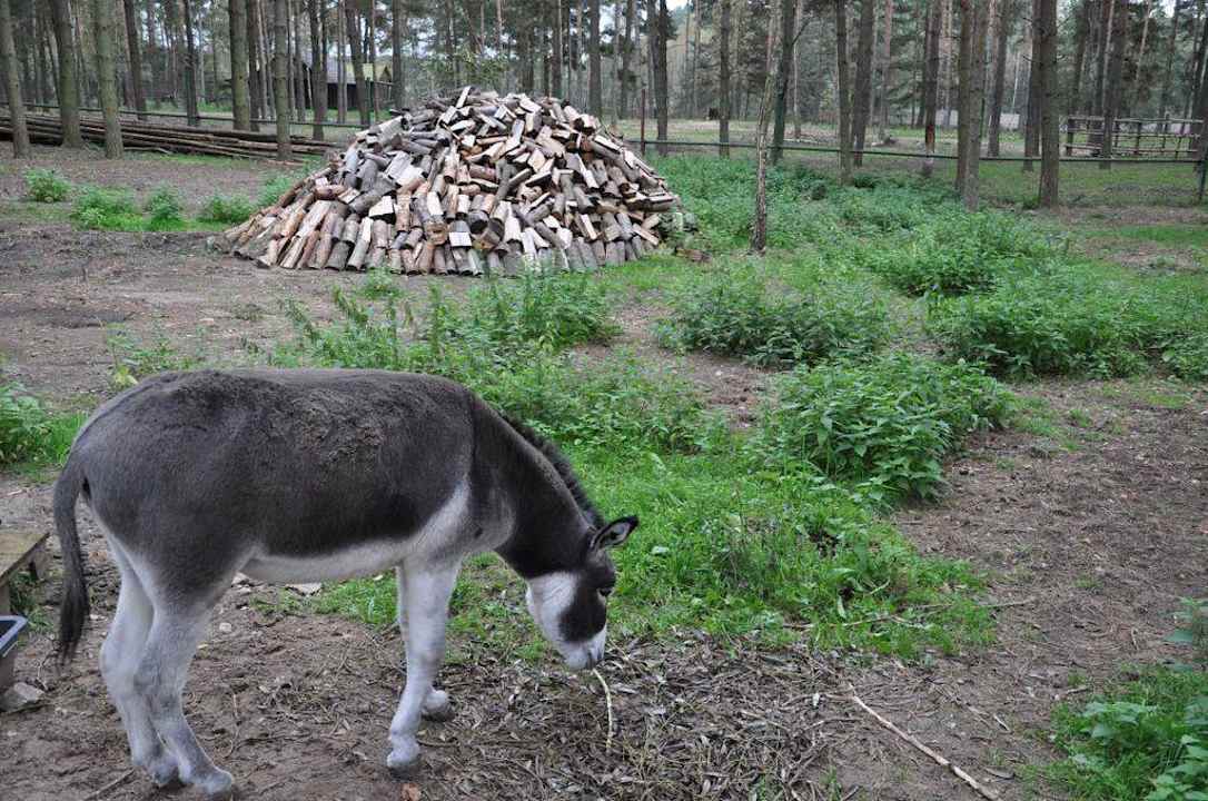 Ostoja żubrów Dworek nad Łąkami Kiermusy