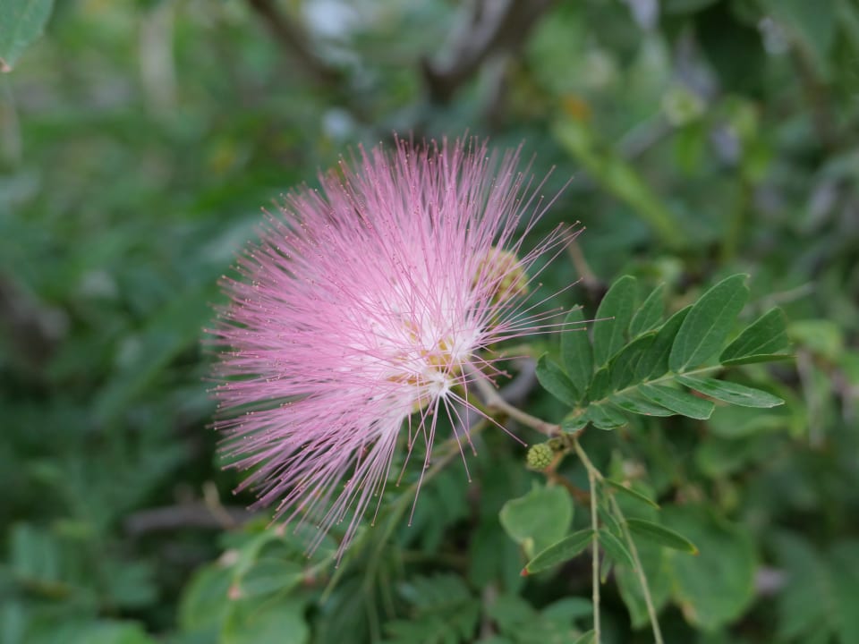 Gartenanlage Hotel Hamlet Oasis Resort