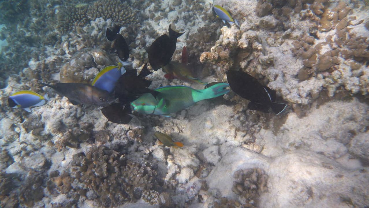 Bunte Fische Kuramathi Maldives