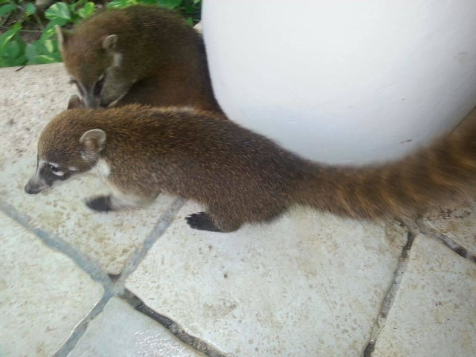 Hotel Catalonia Playa Maroma Catalonia Playa Maroma