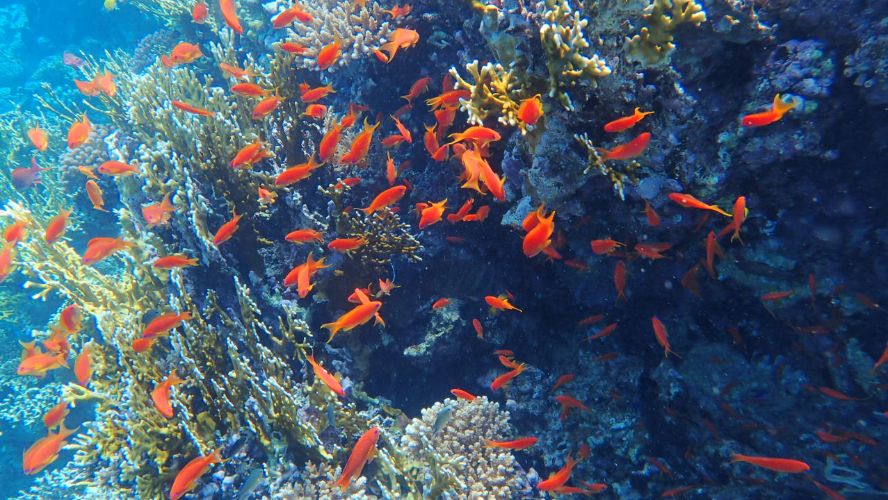 Strand Stella Beach Resort & Spa Makadi Bay