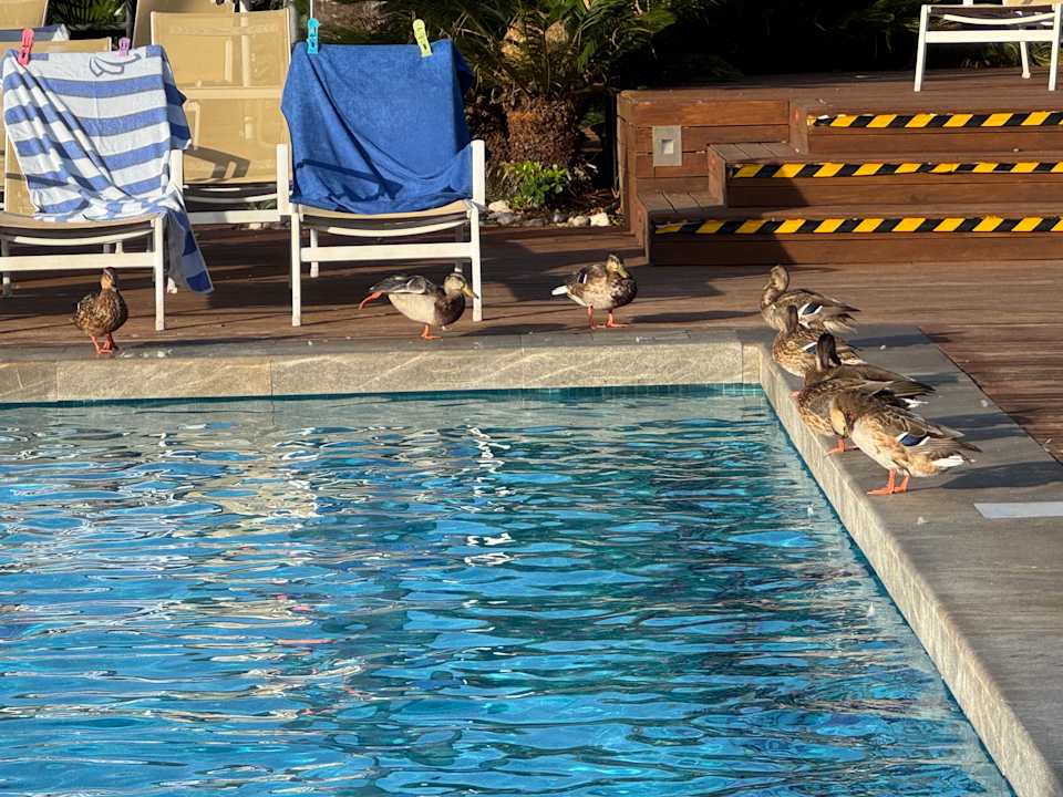 Pool PortBlue Club Pollentia Resort & Spa