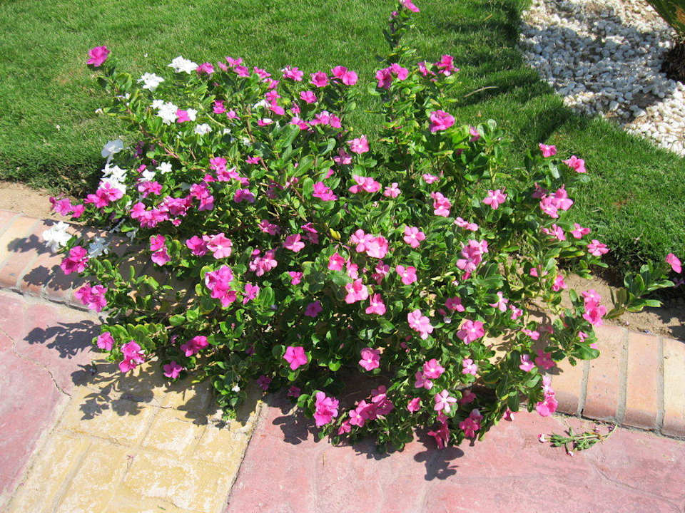 Красота Pickalbatros Alf Leila Wa Leila Resort - Neverland Hurghada