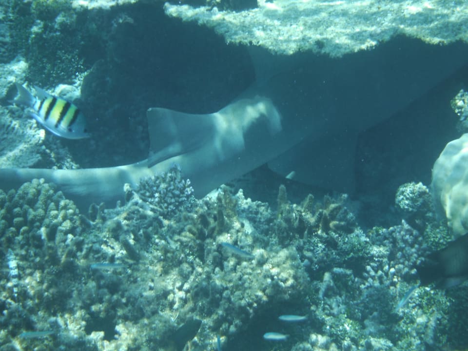 Sonstiges NH Collection Maldives Havodda Resort