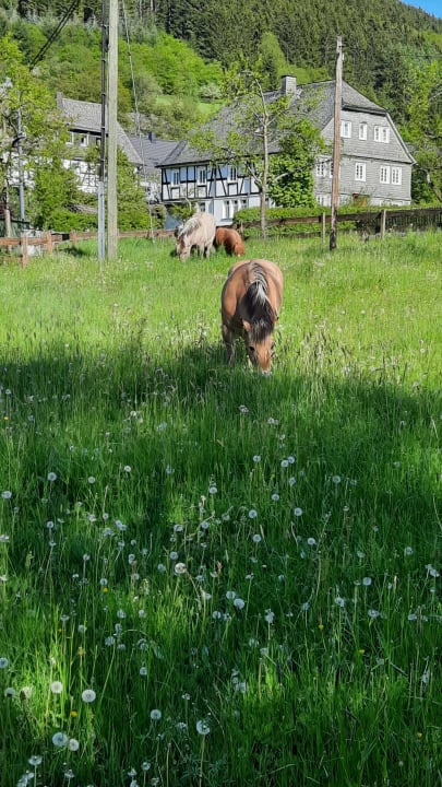 Sonstiges Ferienbauernhof Pohl