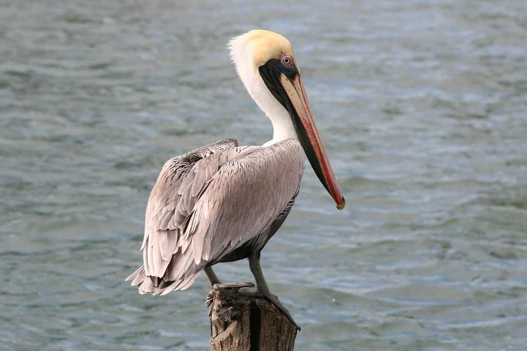 Pelikan Casa Acuario