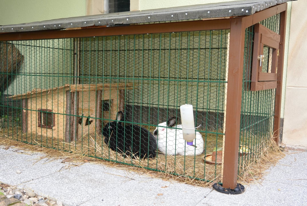 Hasen Pension Immergrün