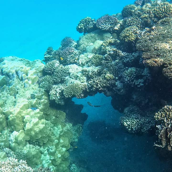 Sport & Freizeit Mövenpick Resort El Quseir