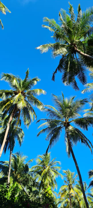 Gartenanlage Kuramathi Maldives