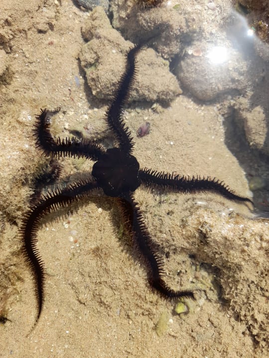 Strand Cleopatra Luxury Resort Makadi Bay