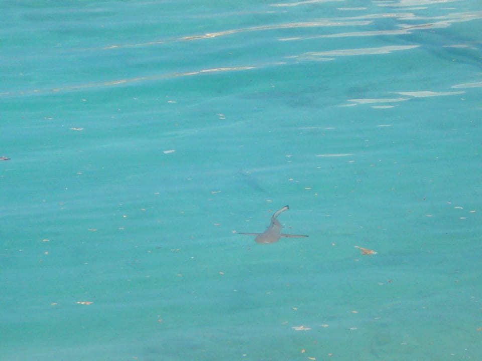 Sharkie Adaaran Select Hudhuran Fushi - Premium All Inclusive