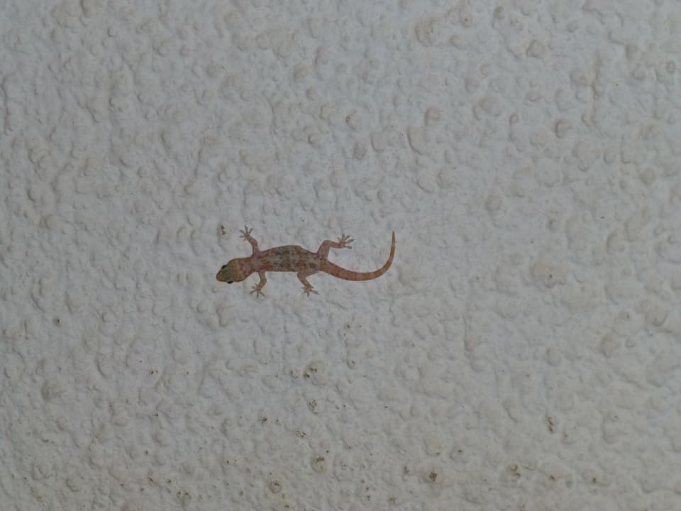 Besuch gab es auch Hotel El Mouradi Djerba Menzel