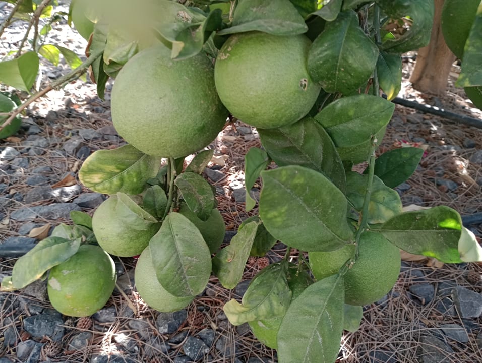 Gartenanlage R2 Romantic Fantasia Suites - Adults only