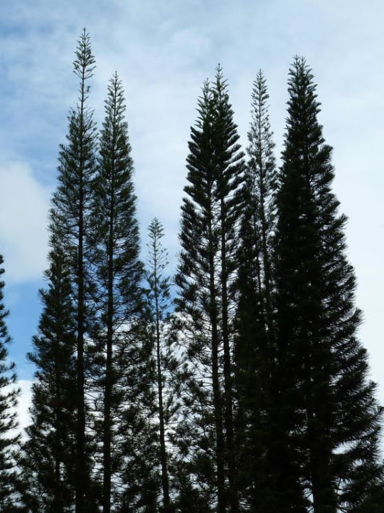 Die Pines, denen das Hotel den Namen verdankt Hotel Century Pines Resort