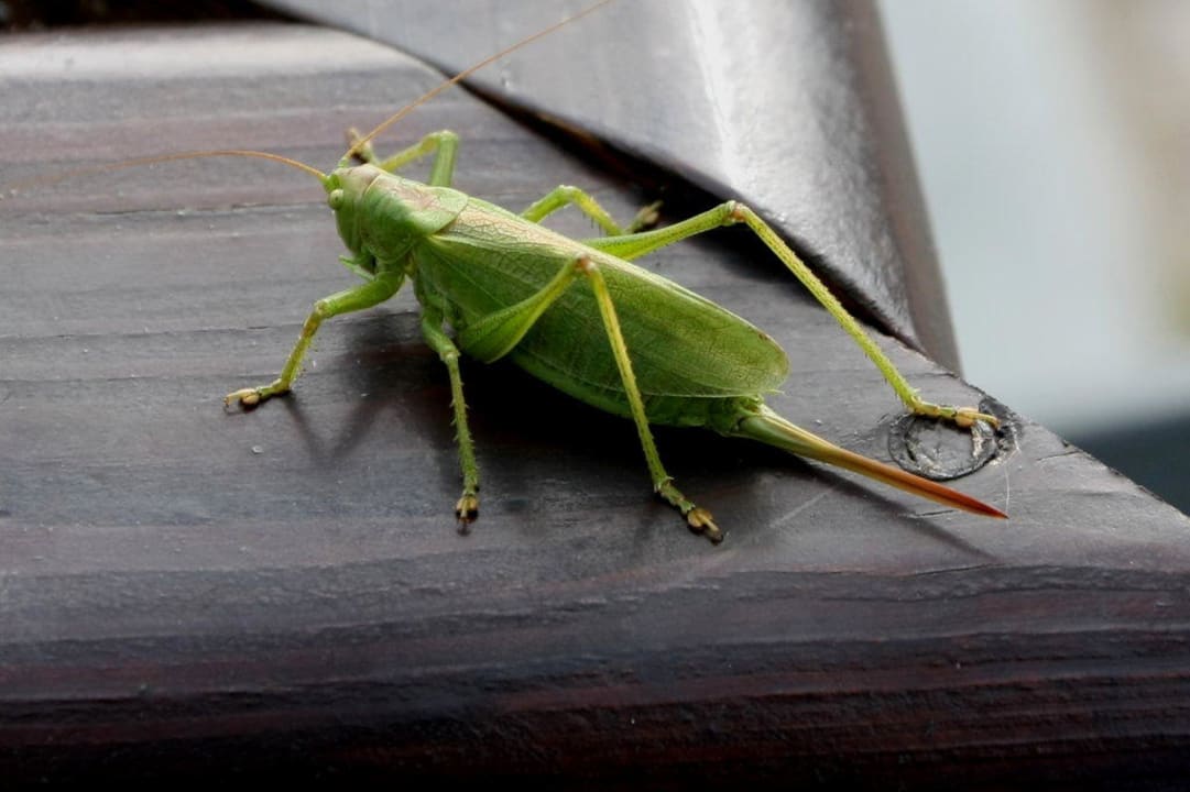 Grille Ostseehotel Dierhagen