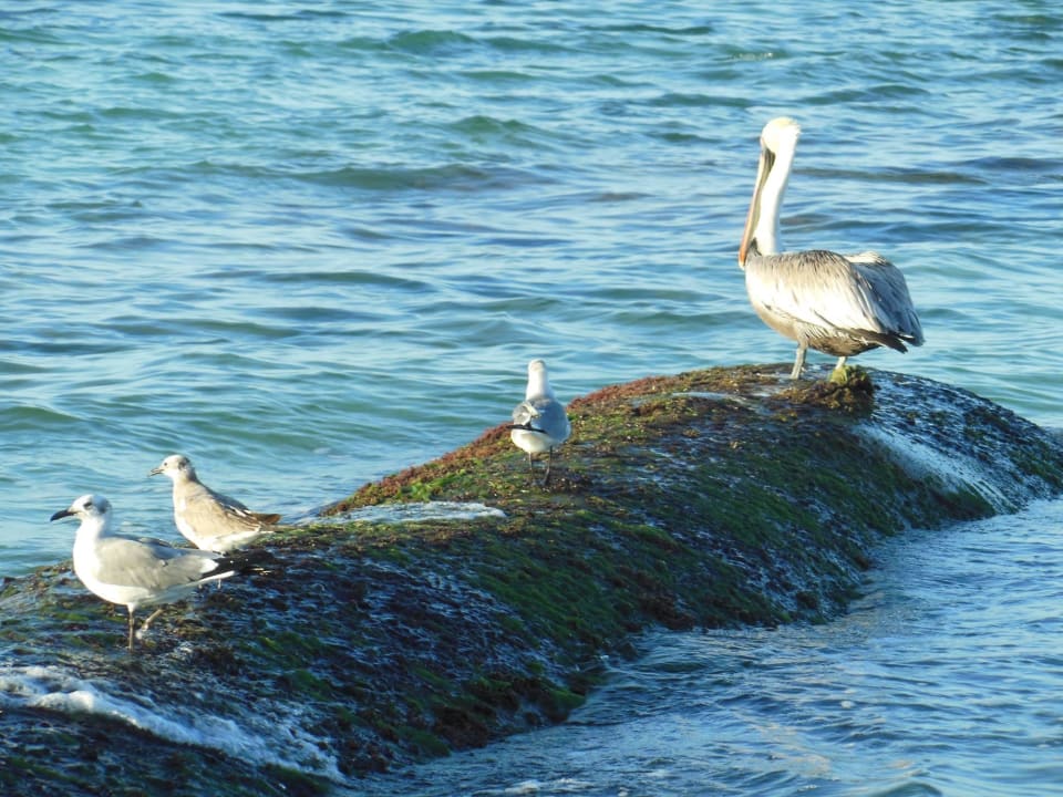 Elke morgen zitten ze daar Sandos Playacar Select Club Adults only - All Inclusive