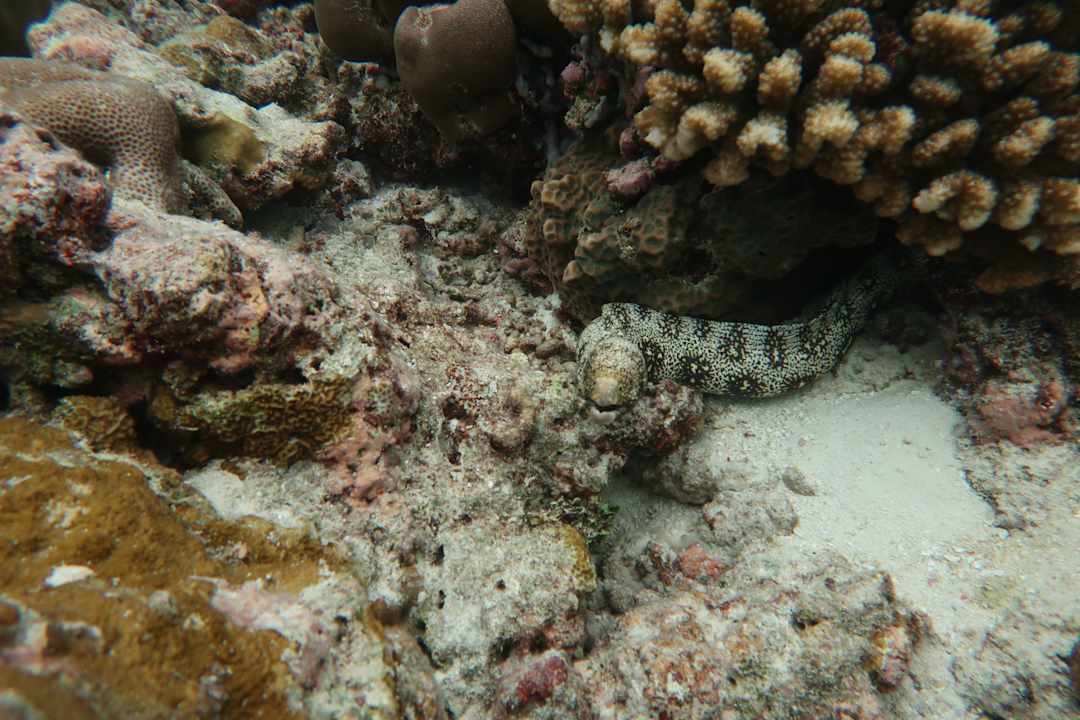 Strand NH Collection Maldives Reethi Resort