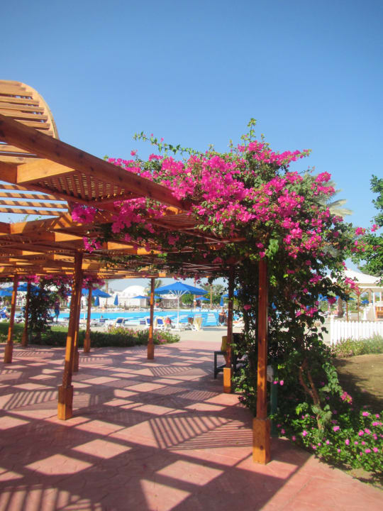 Gartenanlage Desert Rose