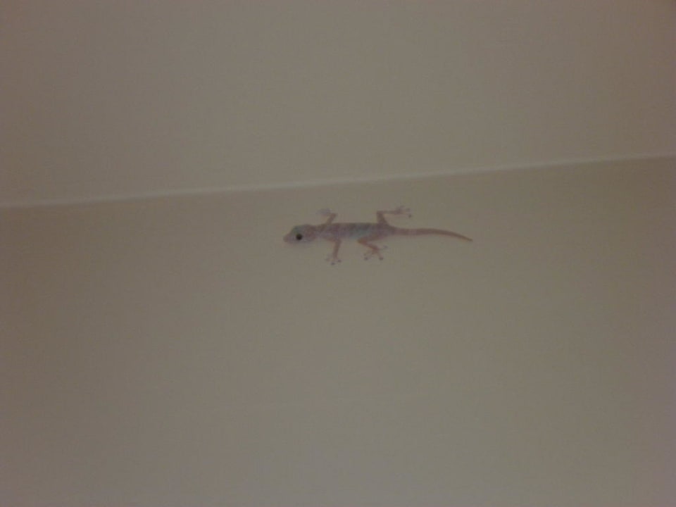 Unser täglicher Balkongast  Makadi Spa - Adults only