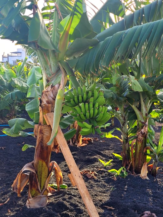 Gartenanlage Hotel Floresta