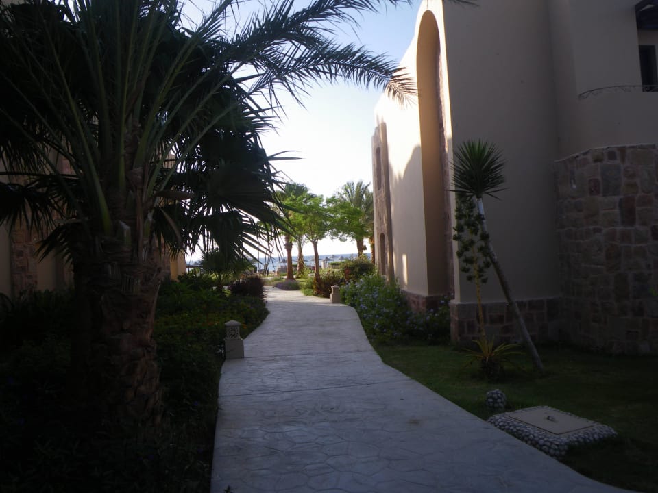 Ananas"babies" neben dem ficus Shams Alam Beach Resort