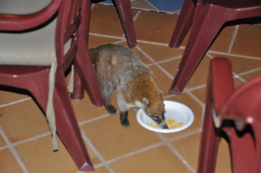 Klau-Nasenbär Hotel Riu Tequila