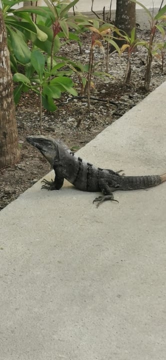Gartenanlage Akumal Bay Beach & Wellness Resort