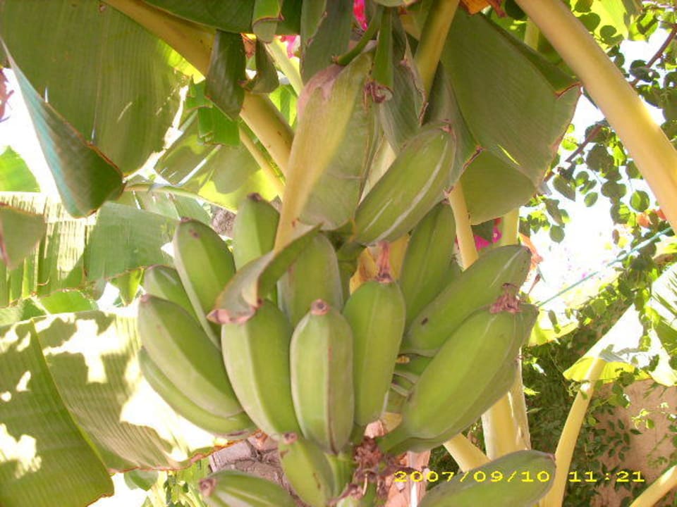 Bananenbaum am Pool Hane Family Resort