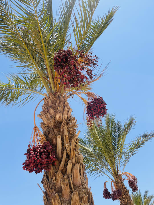 Gartenanlage Gravity Hotel & Aquapark Sahl Hasheesh