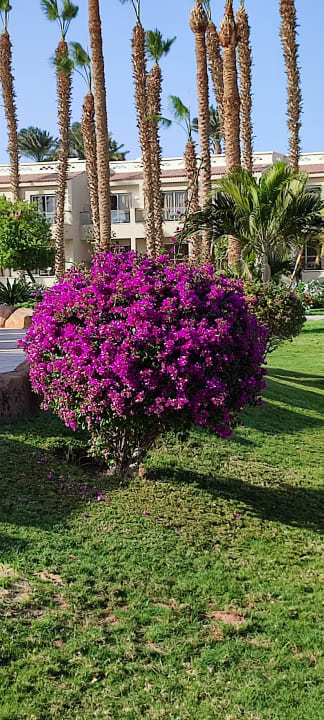 Gartenanlage Beach Albatros Resort